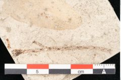 Foto (Detailansicht) von Glyptostrobus europaeus Brongniarti (NHMW-GEO-2024-0188-8194b)